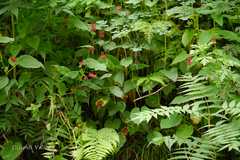Bistorta amplexicaulis